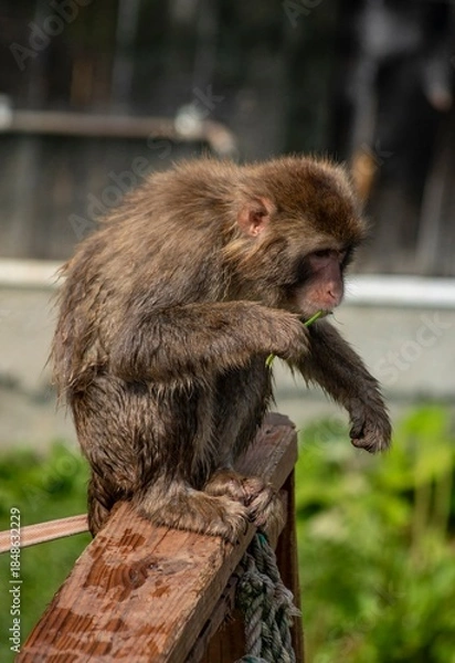 Obraz A Young Monkey Eating Grass While Sitting On A Wooden Railing