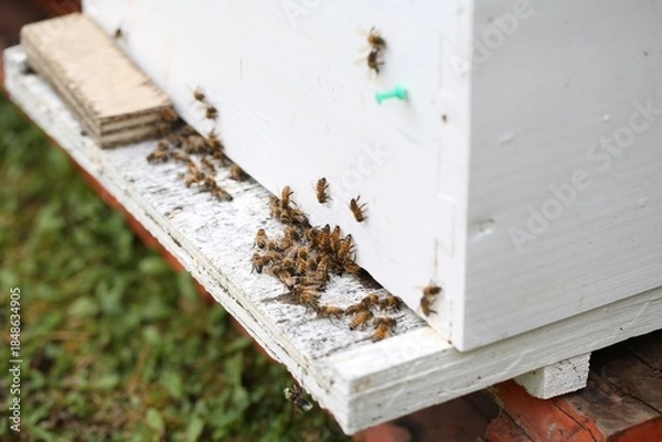 Obraz Honey Bees Gathering Near A White Beehive In A Garden