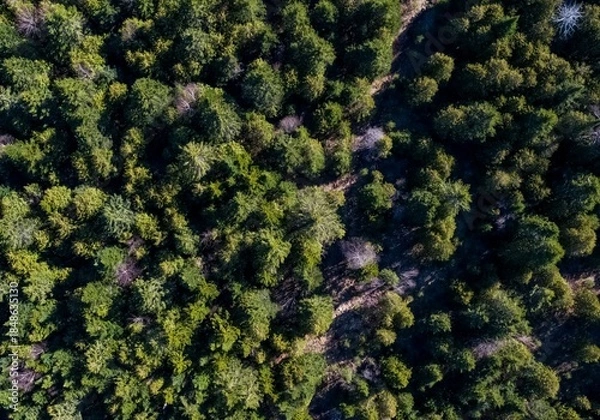 Obraz Aerial View of Dense Evergreen Forest Canopy With Sunlit Path