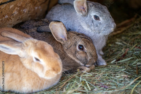 Obraz Three Bunnies Resting In Hay