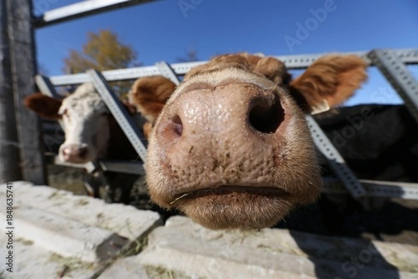 Obraz Close Up of a Cows Nose in a Rural Setting on a Sunny Day
