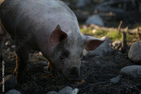 Obraz A Pig Foraging In A Rural Setting During The Day