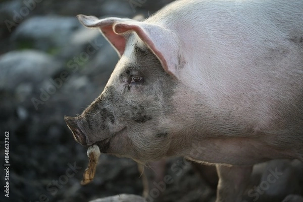 Obraz Muddy Pig In A Field On A Cloudy Day
