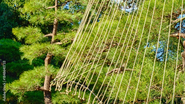 Obraz 松の雪吊り