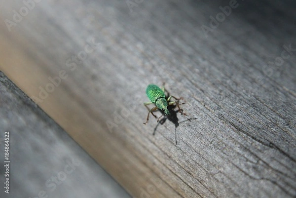 Fototapeta Green beetle
