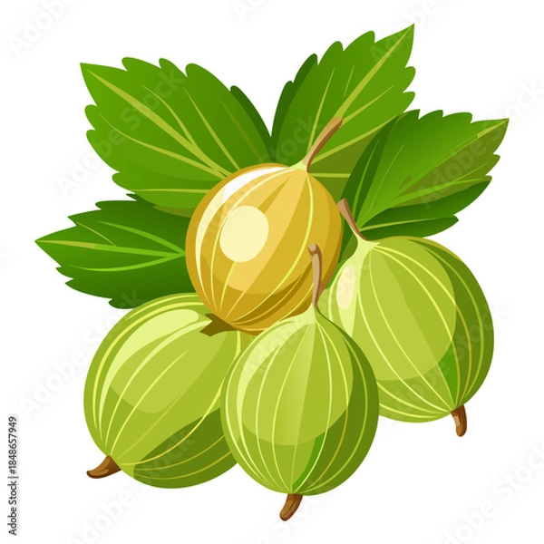 Obraz Fresh Gooseberries with Green Leaves Vector Illustration