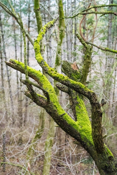 Obraz Bare branches covered in moss in winter