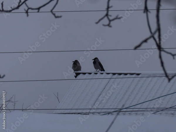 Obraz Two hooded crows on snow covered roof