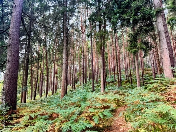 Obraz Pine trees with ferns below