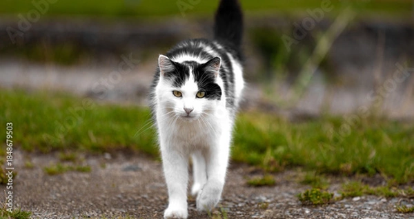 Obraz a cat outdoors panorama