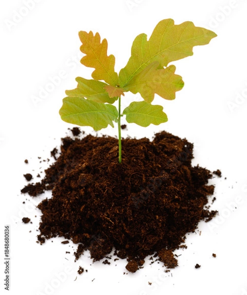 Obraz Small oak tree sapling in soil isolated on white