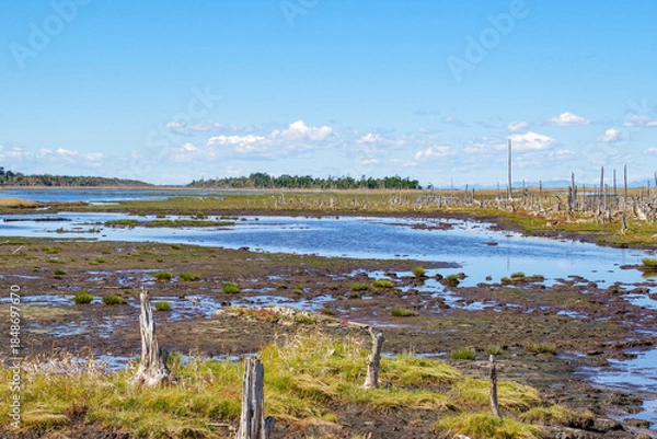 Obraz 春国岱の遊歩道から見る木々が朽ちた湿地帯