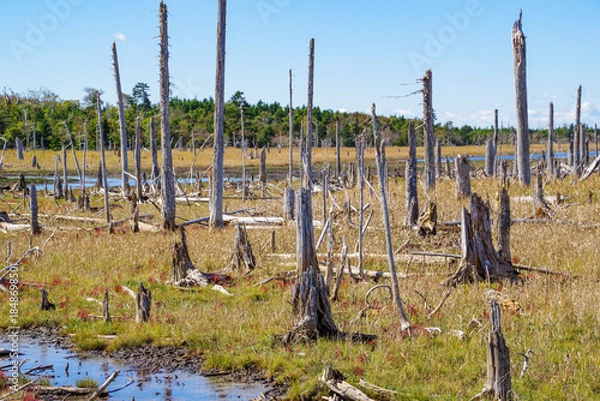 Obraz 春国岱の遊歩道から見る木々が朽ちた湿地帯