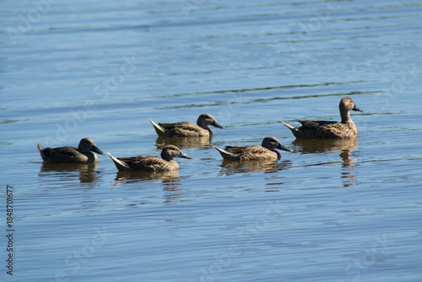 Obraz Ducks Floating on a Southern Chile River