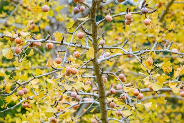 Obraz イチョウの実がなる雌の木