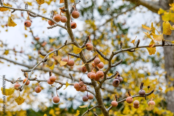 Obraz イチョウの実がなる雌の木