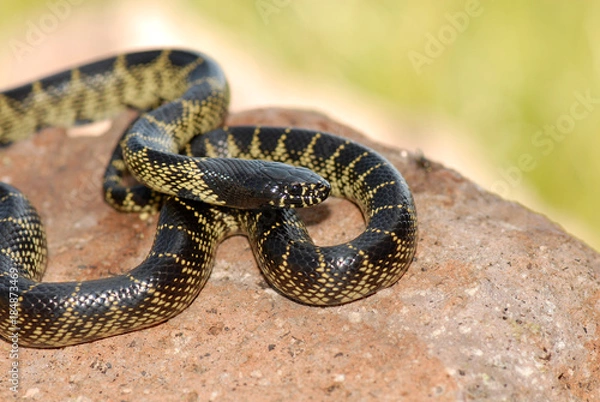 Fototapeta Lampropeltis getula splendida