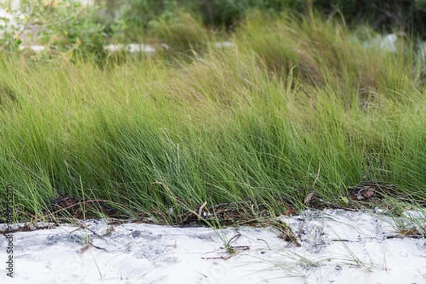 Obraz grass on the beach