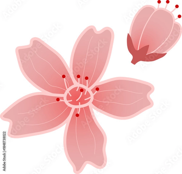 Obraz Pink cherry blossom on white background