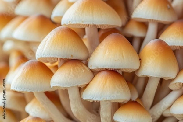 Obraz mushrooms on a green grass