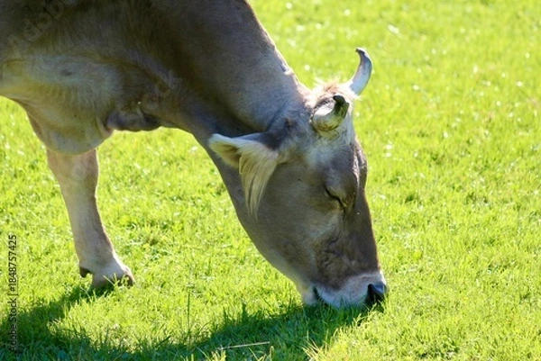 Fototapeta schweizer Kuh