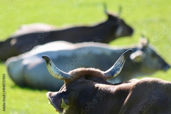 Fototapeta Schweizer Kühe