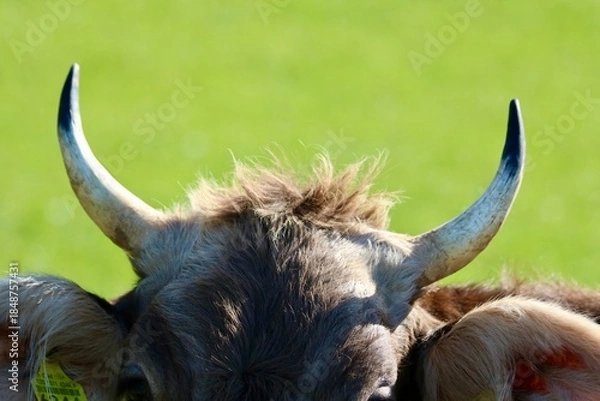 Fototapeta Schweizer Kühe