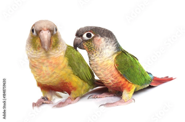 Obraz conure cinnamon in studio