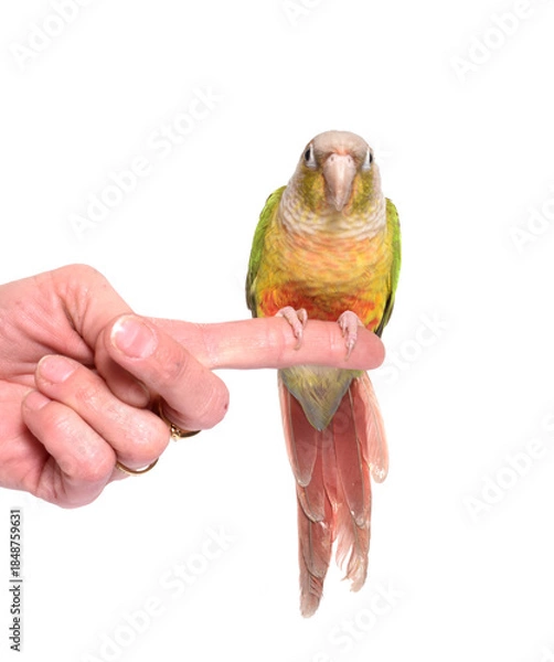 Obraz conure cinnamon in studio