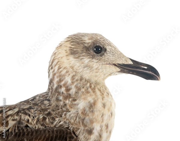 Obraz European herring gull