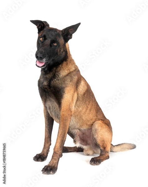 Obraz malinois in studio