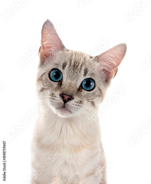 Obraz bengal kitten in studio