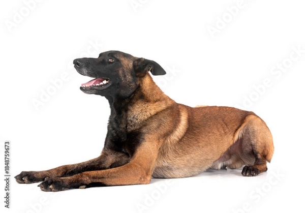 Obraz malinois in studio