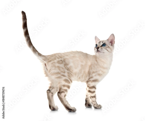 Obraz bengal kitten in studio