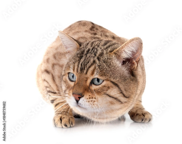 Obraz bengal kitten in studio