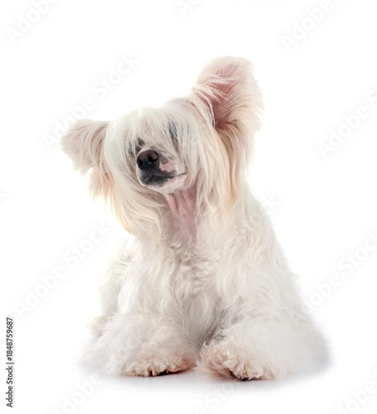 Obraz Chinese Crested Dog Powderpuff