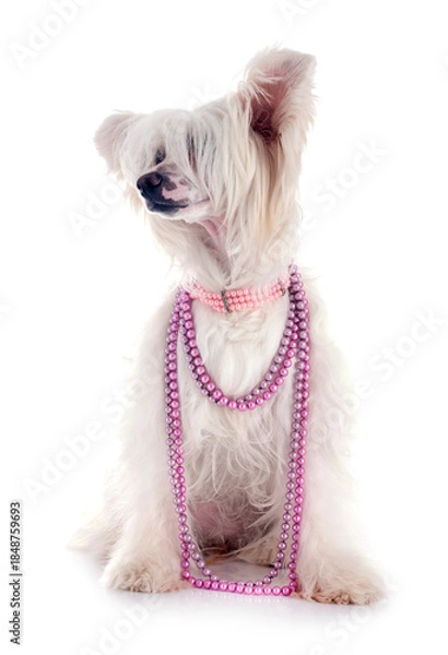 Obraz Chinese Crested Dog Powderpuff