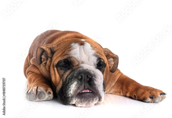 Obraz english bulldog in studio