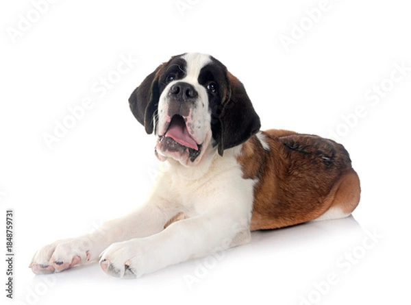 Obraz puppy saint bernard in studio