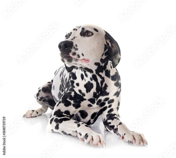 Obraz puppy dalmatian in studio