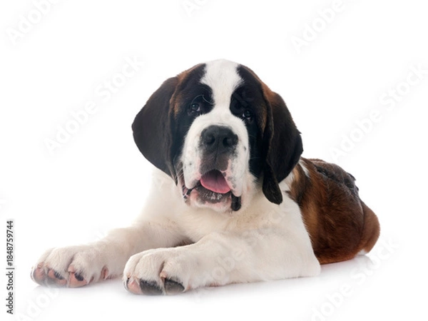 Obraz puppy saint bernard in studio