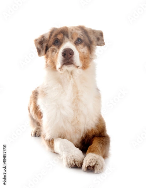 Obraz australian shepherd in studio