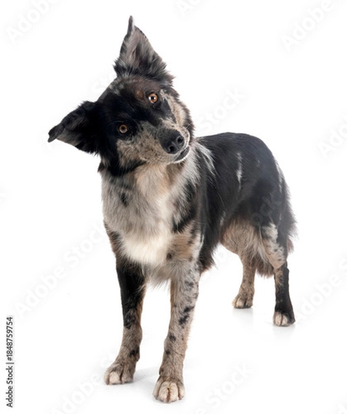 Obraz australian shepherd in studio