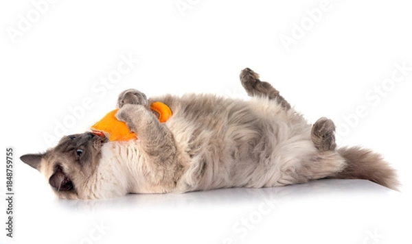 Obraz siberian cat in studio