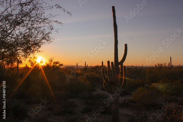 Obraz Saguaro sunset 3