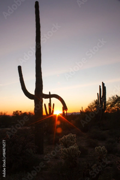 Obraz Saguaro sunset 1