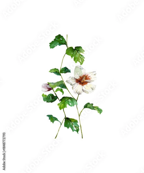 Obraz flower isolated on white background