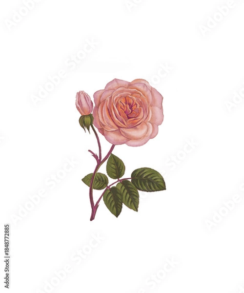 Obraz pink rose isolated on white background
