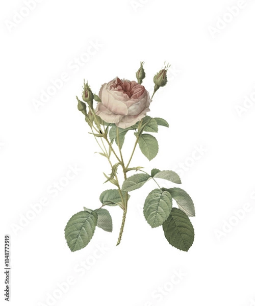 Obraz rose on white background