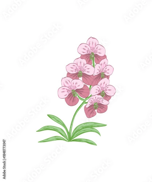Obraz pink flowers on white background